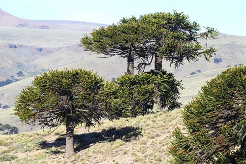 Araucaria