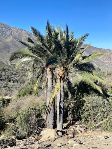 Palma chilena