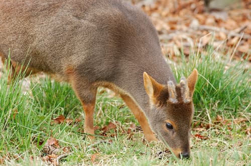 Pudú
