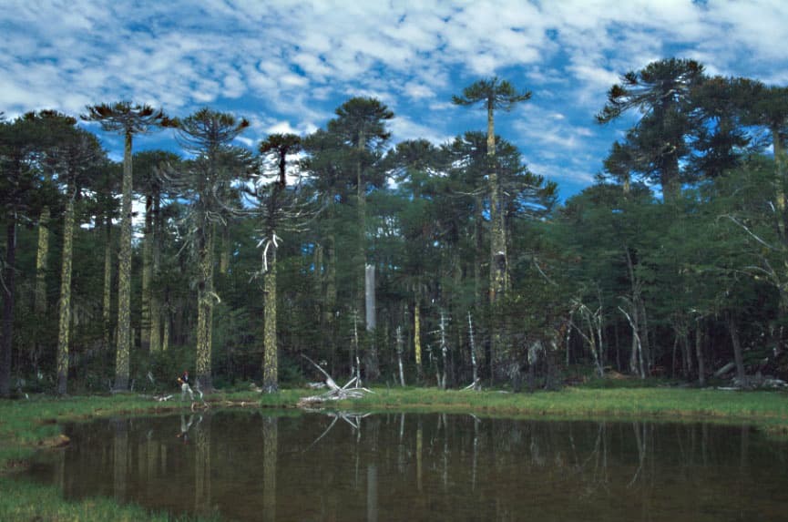 Huerquehue